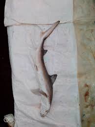 Image result for Paragaleus pectoralis