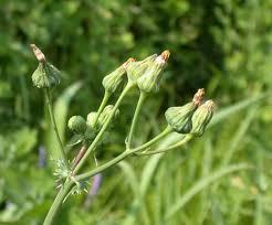 Attēlu rezultāti vaicājumam “Sonchus asper flower”