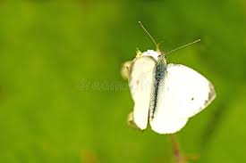 Attēlu rezultāti vaicājumam “Pieris rapae male”