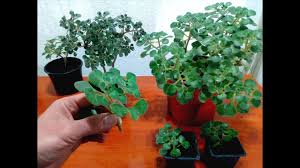 Image result for Aichryson