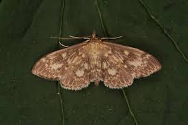 Attēlu rezultāti vaicājumam “Anania lancealis”