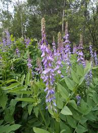 Attēlu rezultāti vaicājumam “Galega orientalis leaf”