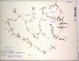 Attēlu rezultāti vaicājumam “Tetheella fluctuosa”