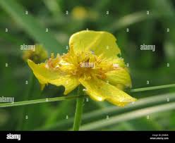 Attēlu rezultāti vaicājumam “Ranunculus flammula flower”