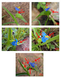 Attēlu rezultāti vaicājumam “Commelinaceae”