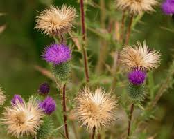 Attēlu rezultāti vaicājumam “Cirsium vulgare”