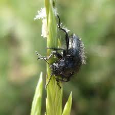 Attēlu rezultāti vaicājumam “Dasytidae”