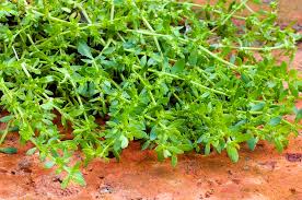 Attēlu rezultāti vaicājumam “Herniaria glabra”