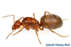 Attēlu rezultāti vaicājumam “Formicidae”