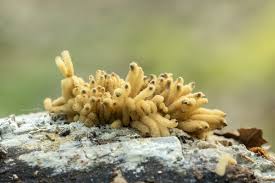 Attēlu rezultāti vaicājumam “Heterotrichia obvelata (syn. Arcyria obvelata) young”