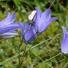 Attēlu rezultāti vaicājumam “Campanula rotundifolia”