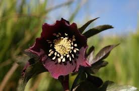 Image result for Nieswurz