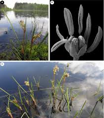 Attēlu rezultāti vaicājumam “Scheuchzeria palustris fruit”