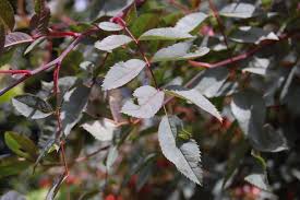 Attēlu rezultāti vaicājumam “Rosa glauca leaf”
