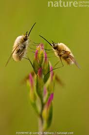 Attēlu rezultāti vaicājumam “Cephalanthera rubra bud”