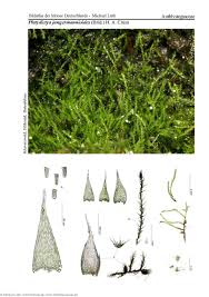 Attēlu rezultāti vaicājumam “Platydictya jungermannioides”