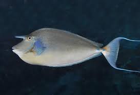 Image result for Naso unicornis