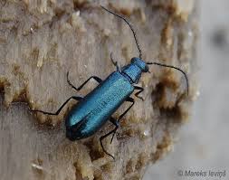 Attēlu rezultāti vaicājumam “Dasytes caeruleus imago”