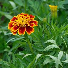 Image result for Tagetes patula
