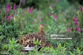 Attēlu rezultāti vaicājumam “Lagopus lagopus female”