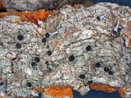 Attēlu rezultāti vaicājumam “Chaenotheca gracilenta”