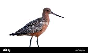 Attēlu rezultāti vaicājumam “Limosa lapponica”