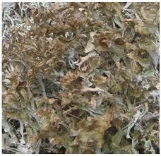 Attēlu rezultāti vaicājumam “Cetraria islandica”