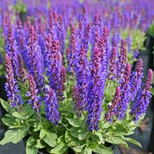 Attēlu rezultāti vaicājumam “Salvia nemorosa”