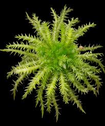 Attēlu rezultāti vaicājumam “Sphagnum squarrosum”