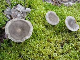 Attēlu rezultāti vaicājumam “Cantharellula umbonata”