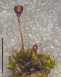 Attēlu rezultāti vaicājumam “Physcomitrium pyriforme sporophyte”