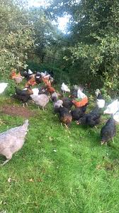 Image result for Bollington & Royal Oak Angling Society