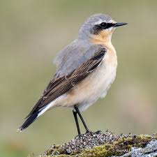 Attēlu rezultāti vaicājumam “Oenanthe oenanthe”