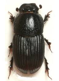 Attēlu rezultāti vaicājumam “Aphodius subterraneus”