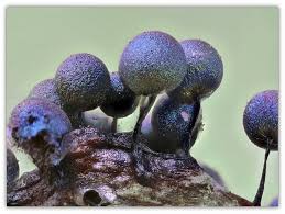 Attēlu rezultāti vaicājumam “Lamproderma arcyrioides macro”