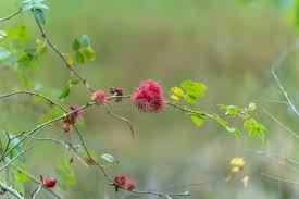 Attēlu rezultāti vaicājumam “Diplolepis bicolor”