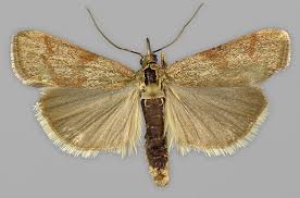 Attēlu rezultāti vaicājumam “Hypochalcia ahenella”