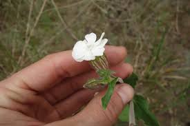 Attēlu rezultāti vaicājumam “Silene latifolia subsp. alba”