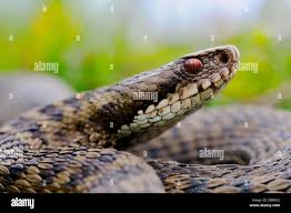 Attēlu rezultāti vaicājumam “Vipera berus adult”