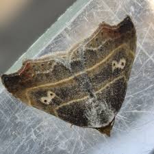 Attēlu rezultāti vaicājumam “Laspeyria flexula”