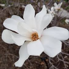 Attēlu rezultāti vaicājumam “Magnolia x loebneri flower”