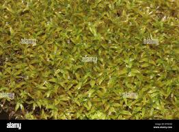 Attēlu rezultāti vaicājumam “Barbula convoluta”