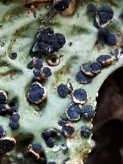 Attēlu rezultāti vaicājumam “Plectocarpon lichenum”