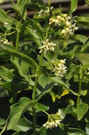 Attēlu rezultāti vaicājumam “Vincetoxicum hirundinaria leaf”