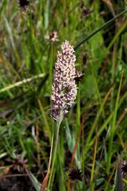 Attēlu rezultāti vaicājumam “Calamagrostis stricta”