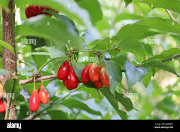 Attēlu rezultāti vaicājumam “Cornus mas fruit”