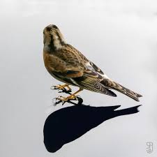 Attēlu rezultāti vaicājumam “Fringilla montifringilla female”