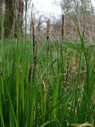 Attēlu rezultāti vaicājumam “Carex cespitosa”