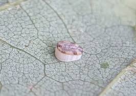 Attēlu rezultāti vaicājumam “Aleurochiton aceris”