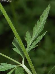 Attēlu rezultāti vaicājumam “Torilis japonica”